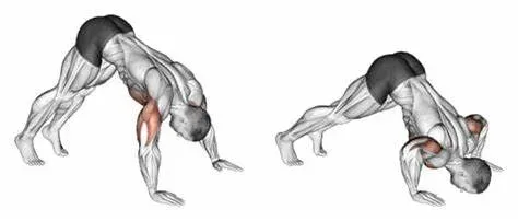 Ejercicios para bíceps y ganar masa muscular sin material Flexiones en Pica